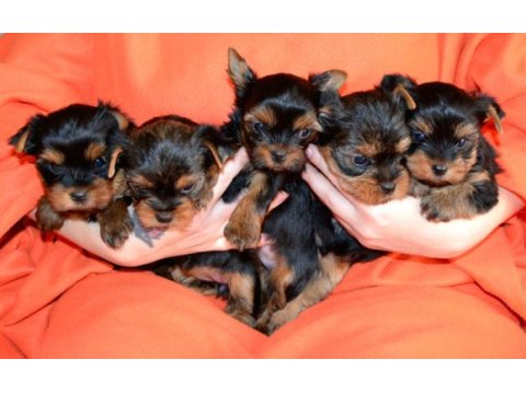 Orijinal yorkshire terrier yavrular