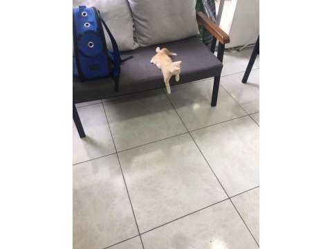 3 aylık british shorthair afancan kedim
