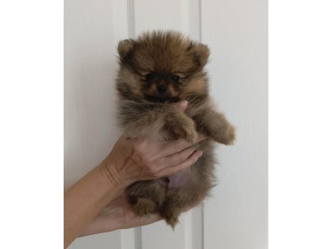 Pomeranian spitz disi erkek