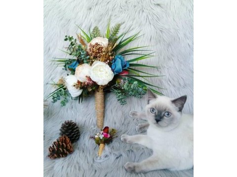 British shorthair dişi