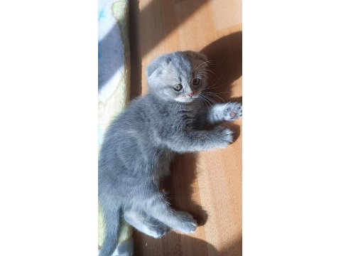 Güzel scottish fold kızım