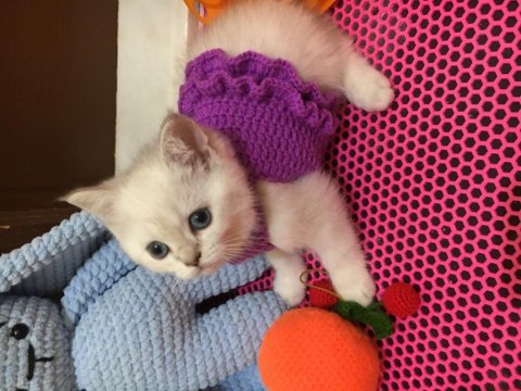 Bebeklik sendromu istemeyene british shorthair