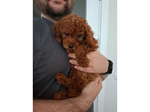 Ev doğumlu ailemizde büyüyen toy poodle yavrularım