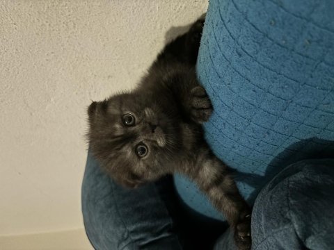 2 aylık tek doğan yavru dişi scottish fold kedim