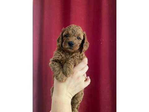 Evınızın poodle neşe kaynakları