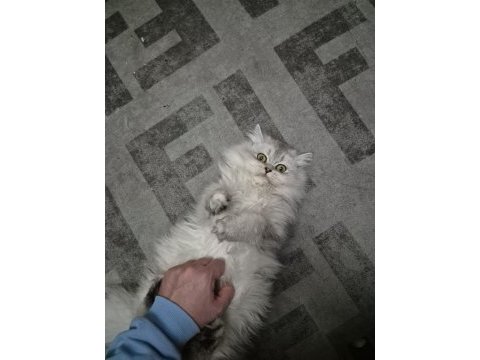 British longhair ücretsiz sahiplendirme