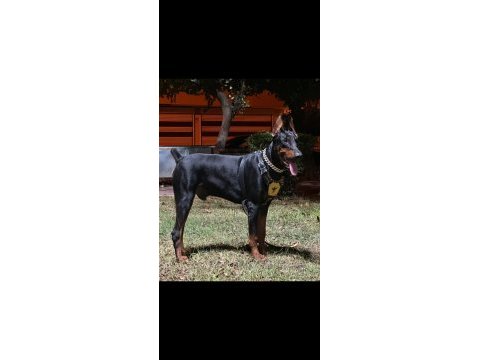 Safkan iri yapılı doberman