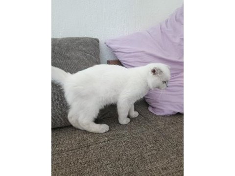 Scottish fold mükemmel yavrumuz