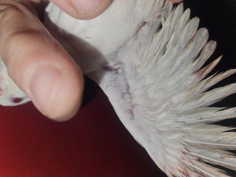Amerikan ve albino forpus bebekler