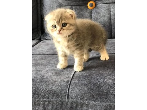 Scottish fold dişi yavru kedimiz rezerve edilebilir