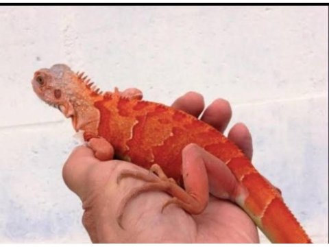 Faturalı ve evraklı ıguana ön rezerve