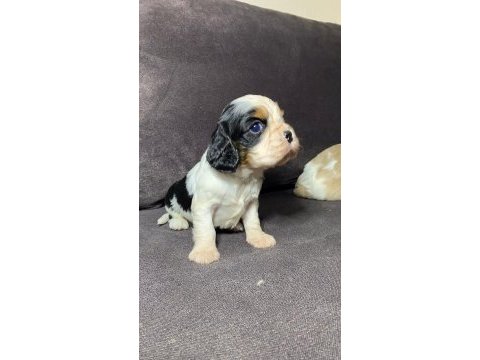 Sahibinden sağlıklı cavalier king charles yavruları