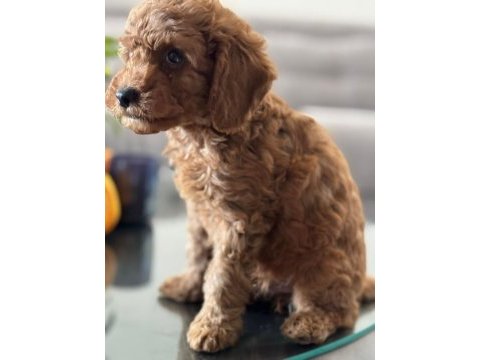 Sevimli toy poodle yavrumuz