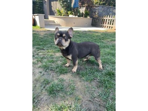 French bulldog coco tan
