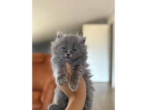 Brıtısh longhaır yavrularım 