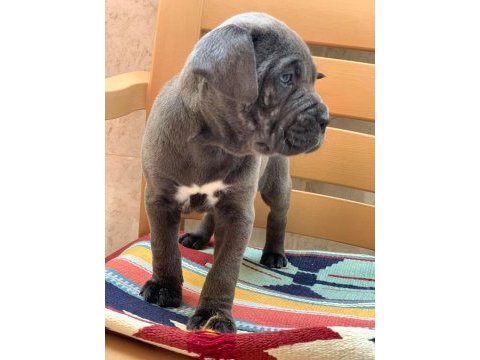 Cane corso yavrular
