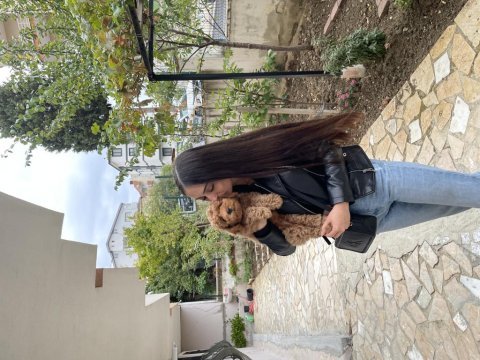 Poodle 75 günlük köpeğimiz