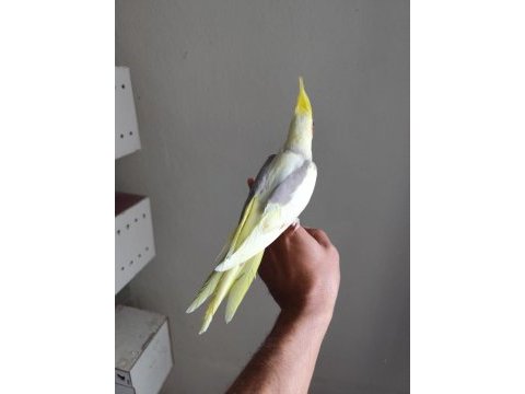 2 adet erkek biri 6 aylık biri 2 aylık sultan papağanı