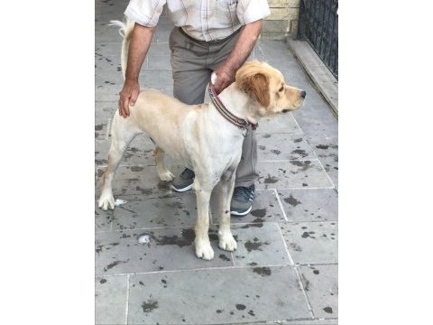 2 yaşında aşıları tam çipi takılmış erkek golden