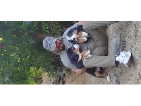 Bernese mountain dog yavruları
