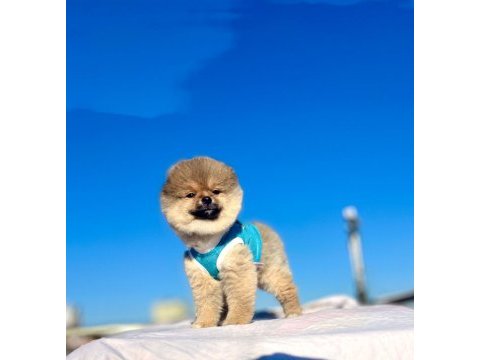 Ayı surat pomeranian boo yaru