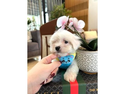 Kore maltese yavruları