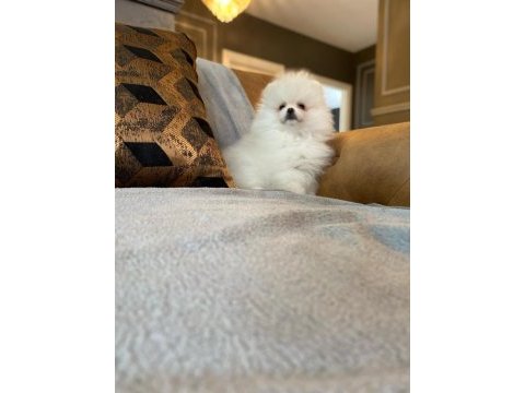 Pomeranian boo yavruları 