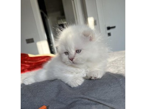Bluepoint scottish fold yavrular