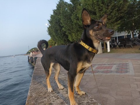 Mini doberman