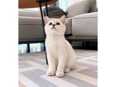 Orijinal british shorthair