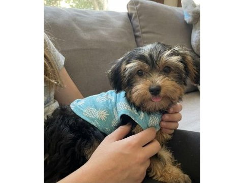 Tuvalet eğitimi tam köpeğimiz