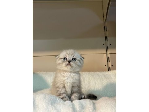 Blue point silver scottish fold