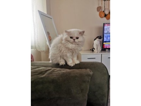 Silver point british longhair dişi