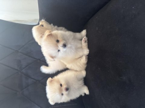Alanya pomeranian boo köpeğimiz