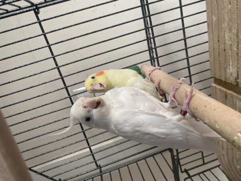 Çift sultan papağanı albino lutino