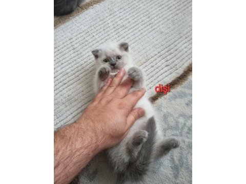 Scottish fold yavrularımız yeni yuvalarını arıyorlar