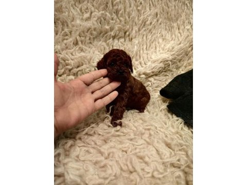 Orjinal toy poodle yavrularımız ev ortamından