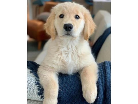 Profesyonel üretim çiftliğinden golden retriever yavrular