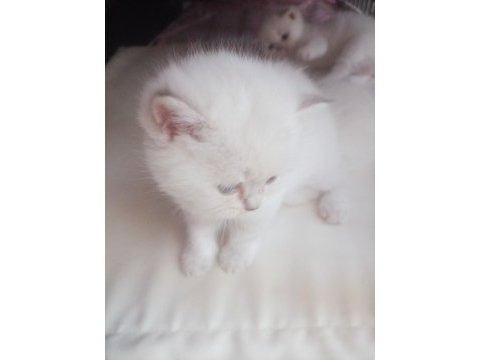 Scottish fold dişi ve erkek yavrular