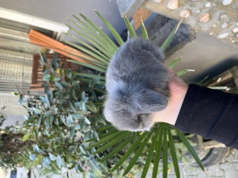 Safkan hollanda lop tavşan gönderim var
