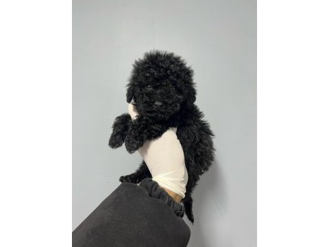 Siyah toy poodle köpeği