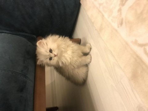 Süper ötesi kalite british longhair yavrumuz