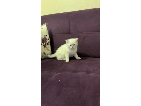 Akıllı uysal tatlı beyaz kedimiz
