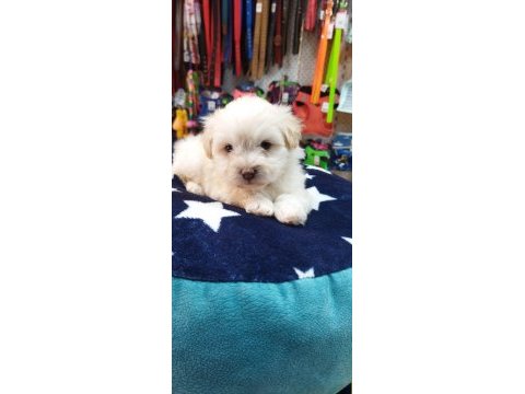 Maltese teriyer köpekler