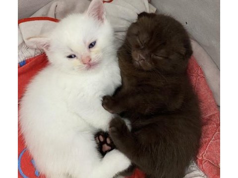 British shorthair yavrularımız yuva arıyor