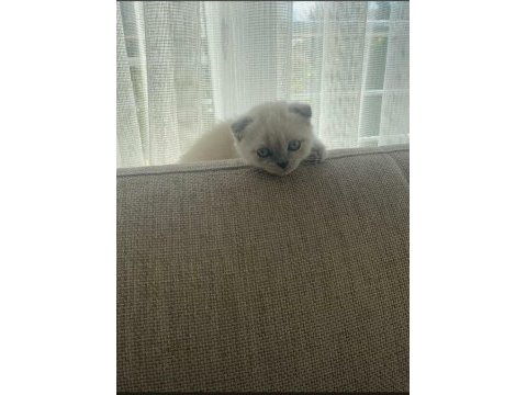 Oyuncu scottish fold kızım