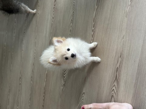 2 aylık pomeranian spitz yavrular