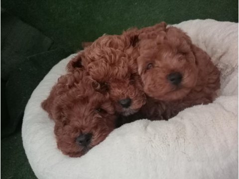 Dişi ve erkek poodle yavrular