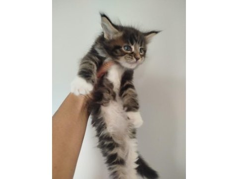 Muhteşem avrupa tipi maine coon yavruları