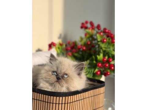 British blue point